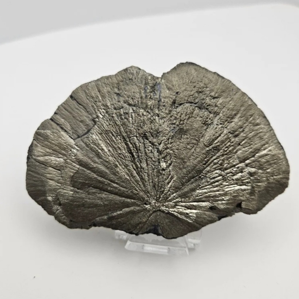 Pyrite Sun – Radiant Illinois Formation + Stand Included